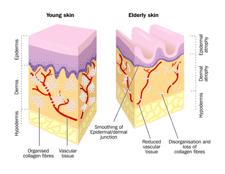 collagen