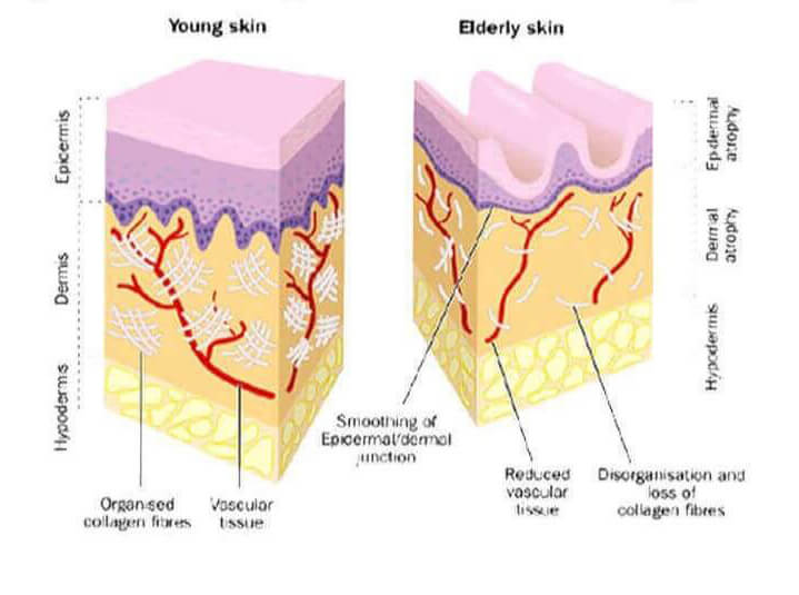 COLLAGEN