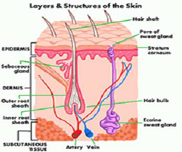 The Skin Structure & Function | Dermacare Direct