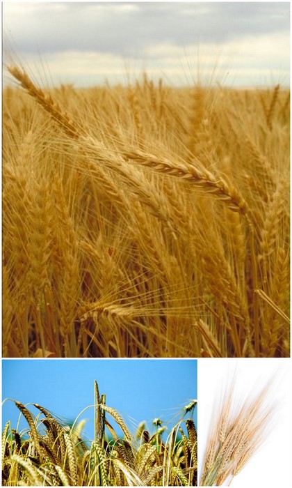 Wheat - source of azelaic acid Wheat - source of azelaic acid